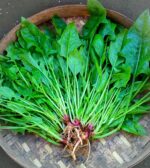 Spinach - Japanese Horenzo - Gambar 2