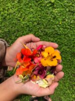 Edible Flower - Mix Seasonal Blossoms - Gambar 2